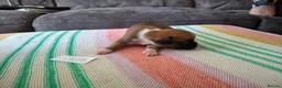 Boxer dogs for sale: Stunning Boxer Puppies in Cannock - Advert 8