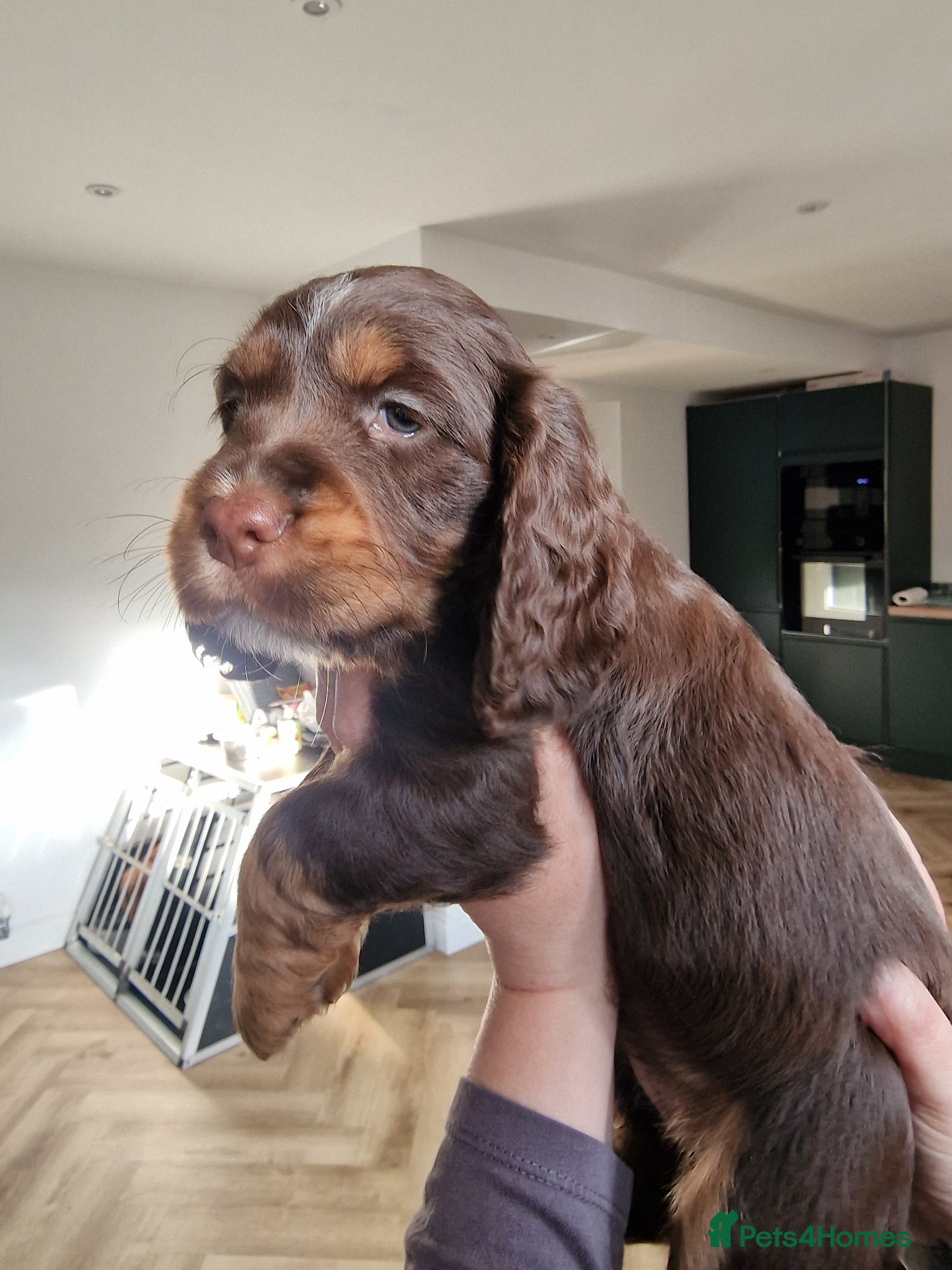 Cocker Spaniel dogs Last choc and tan working cocker spaniel girl - Advert 1