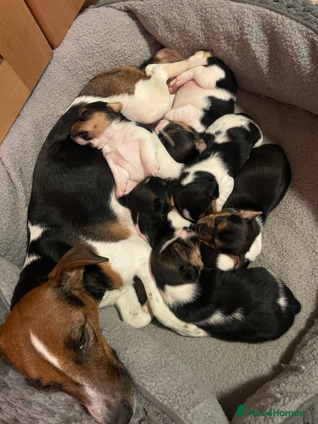 Jack Russell dogs for sale: Beautiful Tri-coloured Jack Russell  - Advert 10