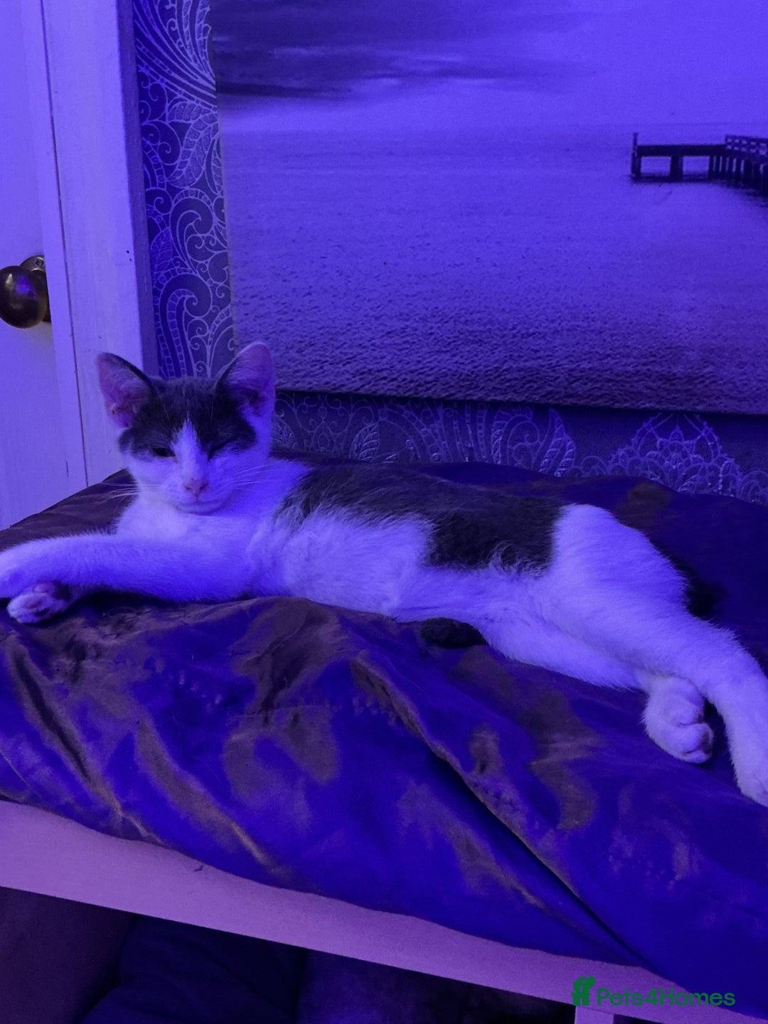 LaPerm cats for sale: Mixed breed blue and white kittens - Image 5