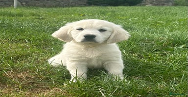 Golden Retriever dogs - Advert 4