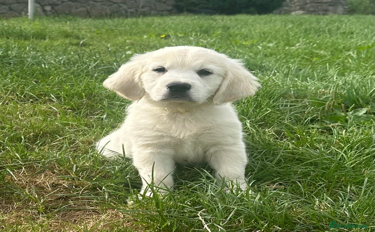 Golden Retriever dogs - Advert 1