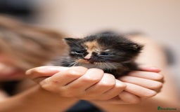 Mixed Breed cats for sale: Adorable kittens looking for a loving home - Image 5