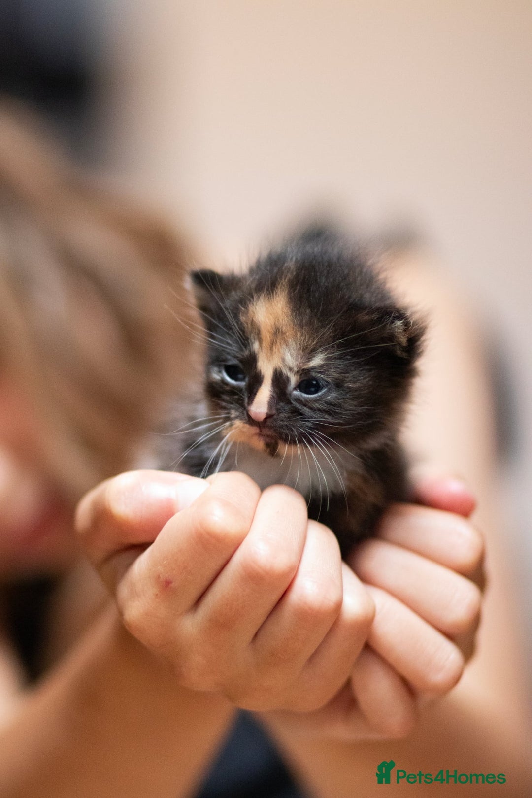 Mixed Breed cats for sale: Adorable kittens looking for a loving home - Image 5