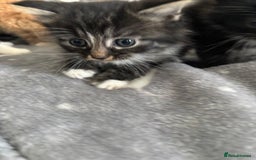 Mixed Breed cats for sale: sweet, cute kitten (Bsh X persian)  - Image 10