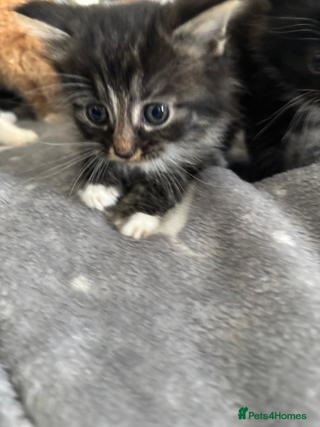 Mixed Breed cats for sale: sweet, cute kitten (Bsh X persian)  - Image 10