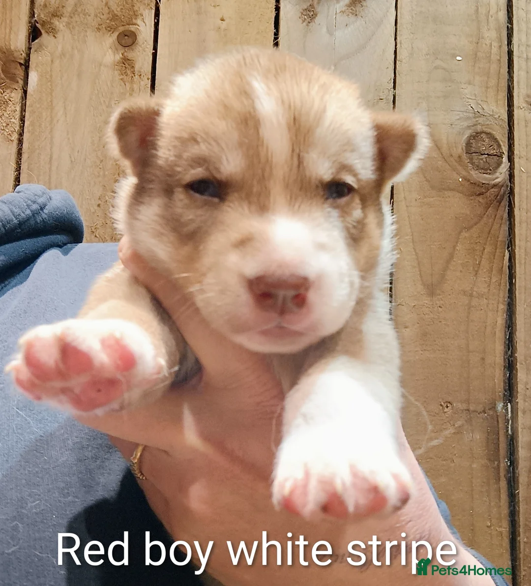 Siberian Husky dogs for sale: Beautiful litter of Siberian Huskies - Advert 11