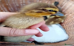 Ducks poultry for sale: Mixed Color Indian Runner Ducklings - Image 26