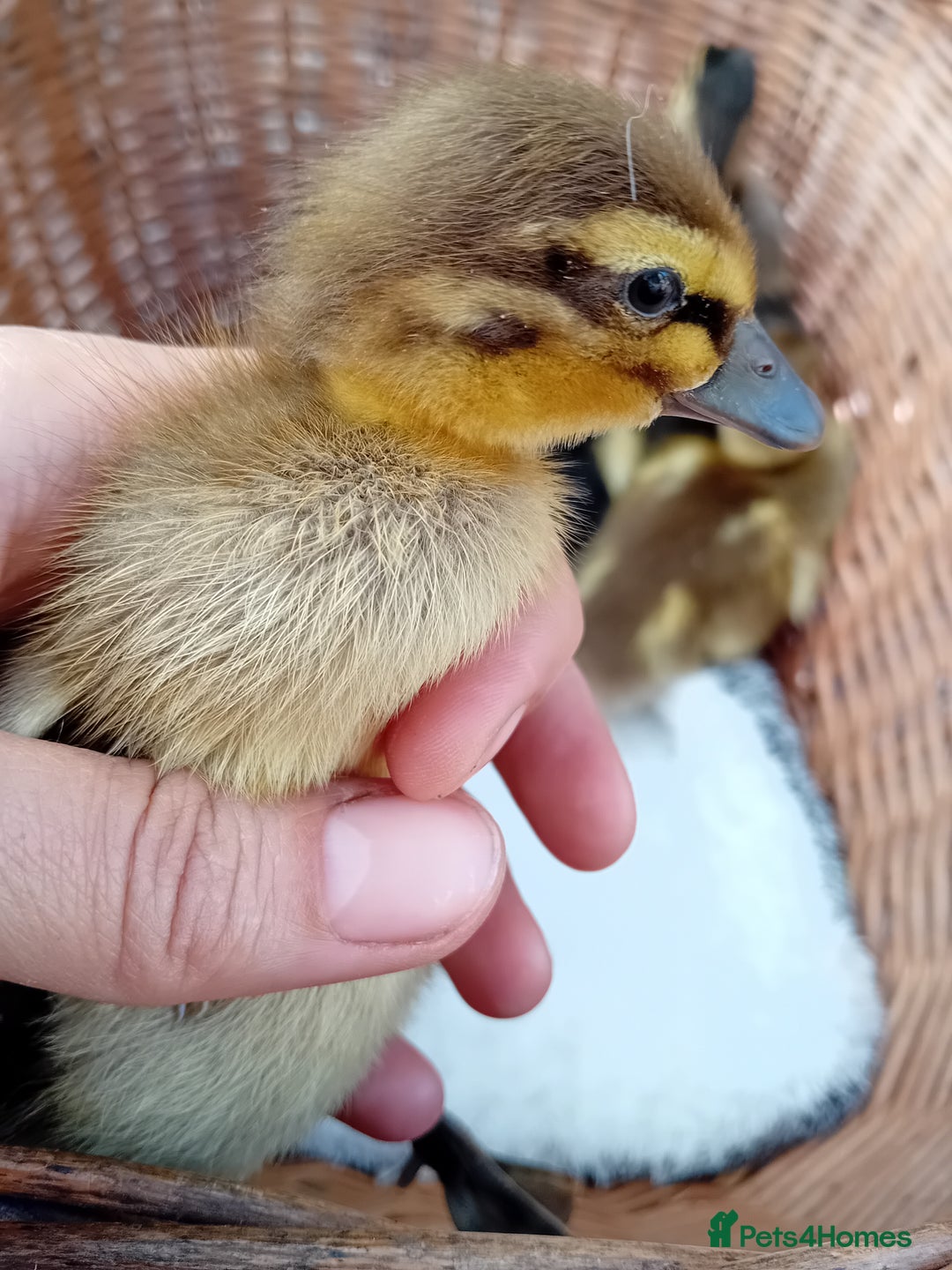 Ducks poultry for sale: Mixed Color Indian Runner Ducklings - Image 26