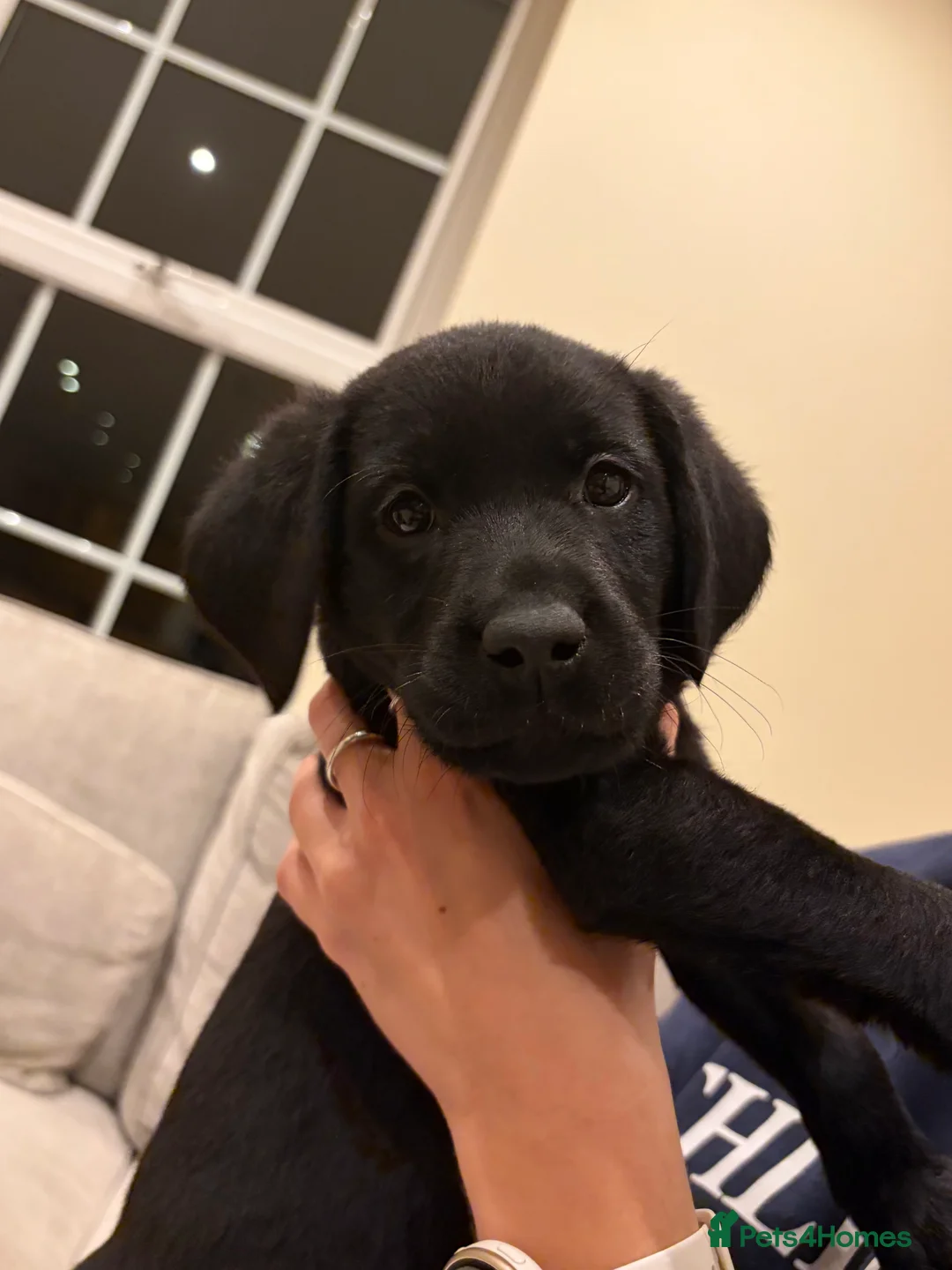 Labrador Retriever dogs for sale: Pedigree KC Registered Black Labrador Pups  - Advert 1