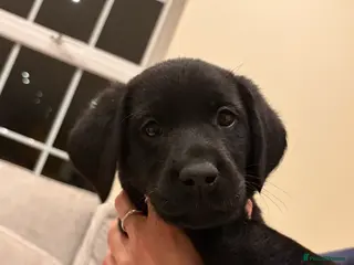 Labrador Retriever dogs Pedigree KC Registered Black Labrador Pups - Advert 2