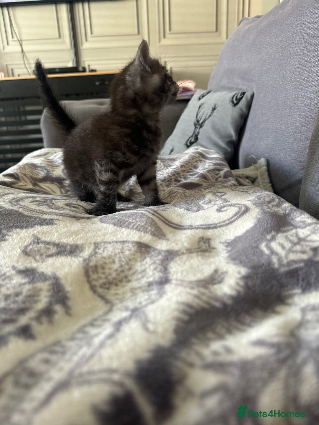 Bengal cats for sale: 4 beautiful part bengal kittens  - Image 11