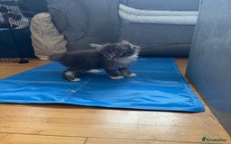 Domestic Shorthair cats for sale: 5 short/fluffy domestic kittens  - Image 23