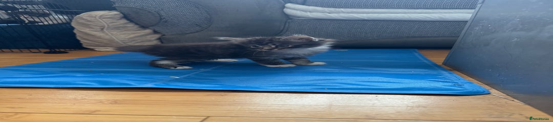 Domestic Shorthair Kitten 4