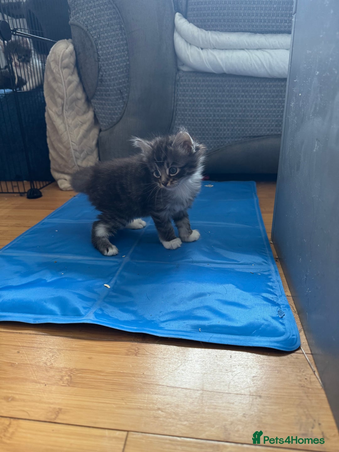 Domestic Shorthair cats for sale: 5 short/fluffy domestic kittens  - Image 23