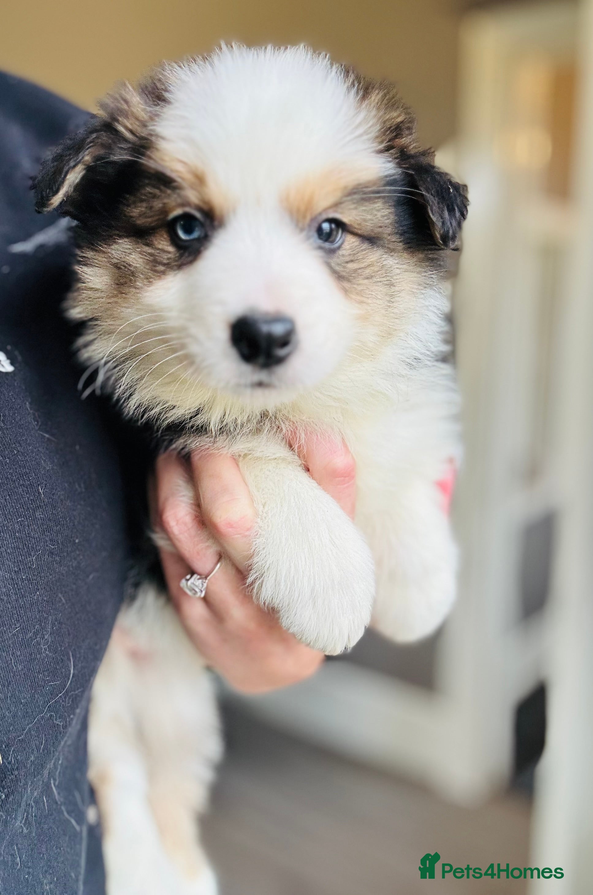Border Collie dogs Pure Bred Border Collie Puppies For Sale - Advert 1