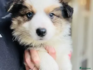 Border Collie dogs Pure Bred Border Collie Puppies For Sale - Advert 1