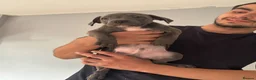 Staffordshire Bull Terrier dogs for sale: Staffordshire bull terriers  - Advert 6