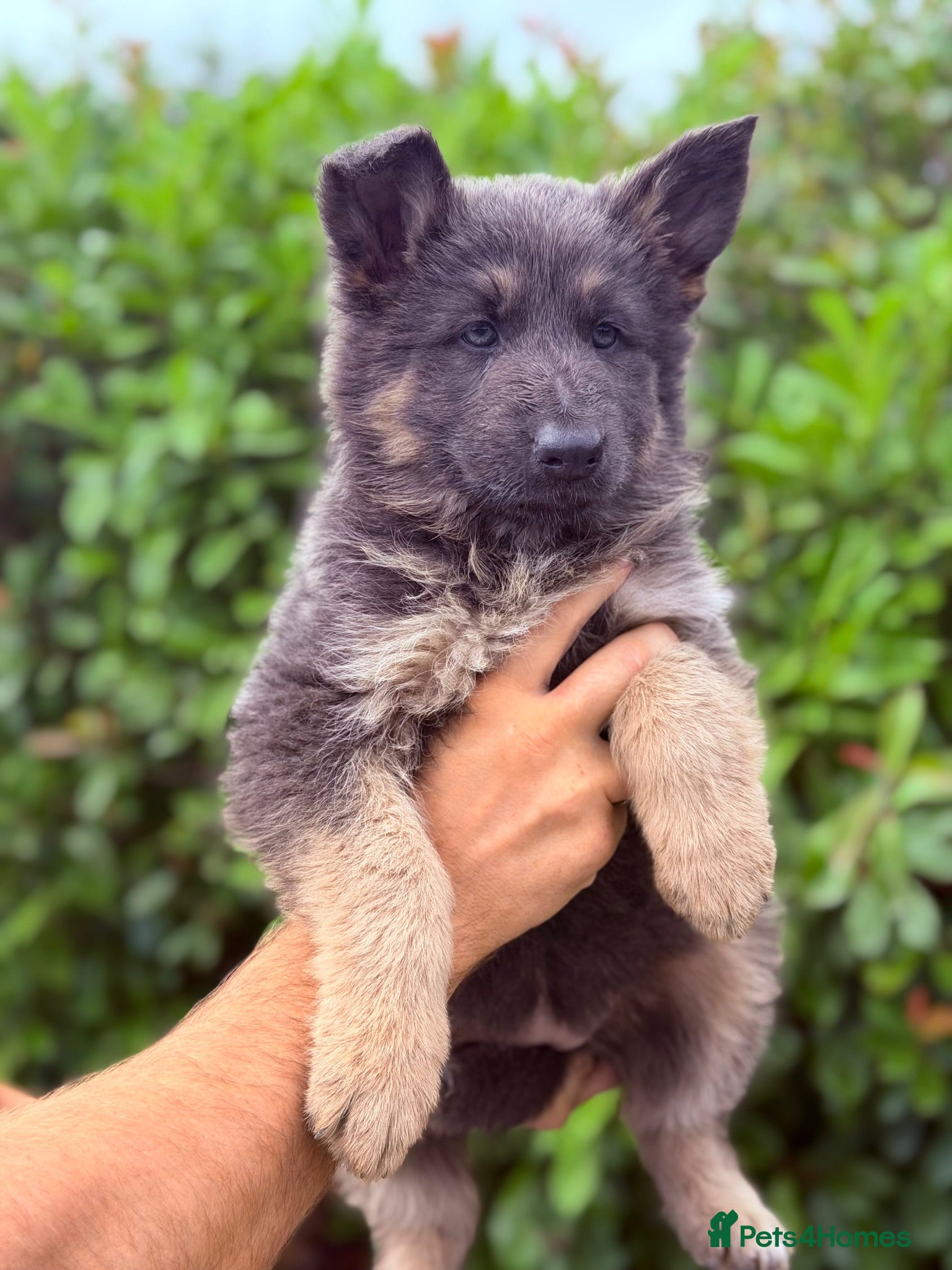 German Shepherd dogs KC Blue & Tan German Shepherd Girls ⭐ - Advert 1