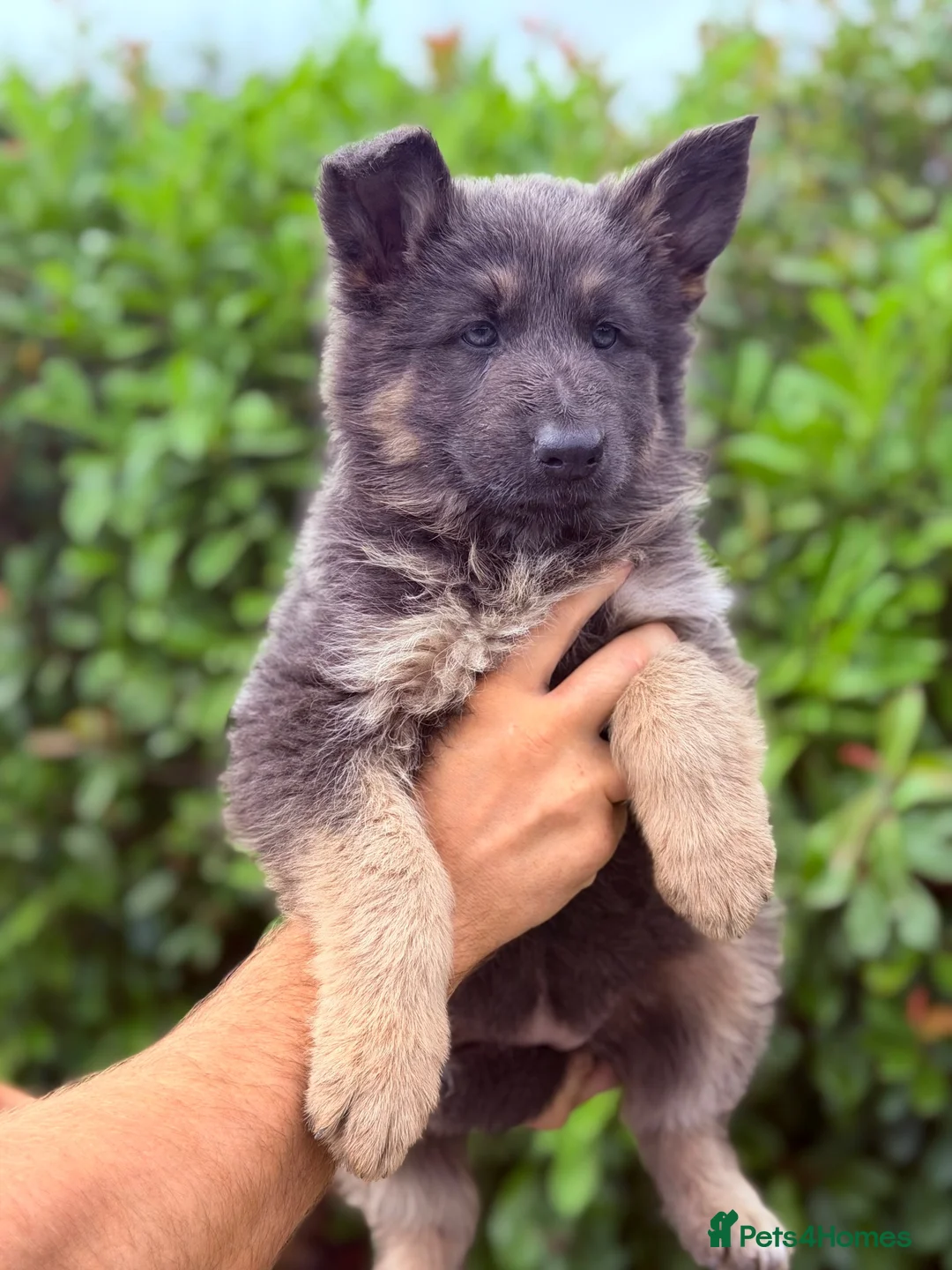 German Shepherd dogs for sale: READY - KC Blue & Tan German Shepherd Girl ⭐ - Advert 1