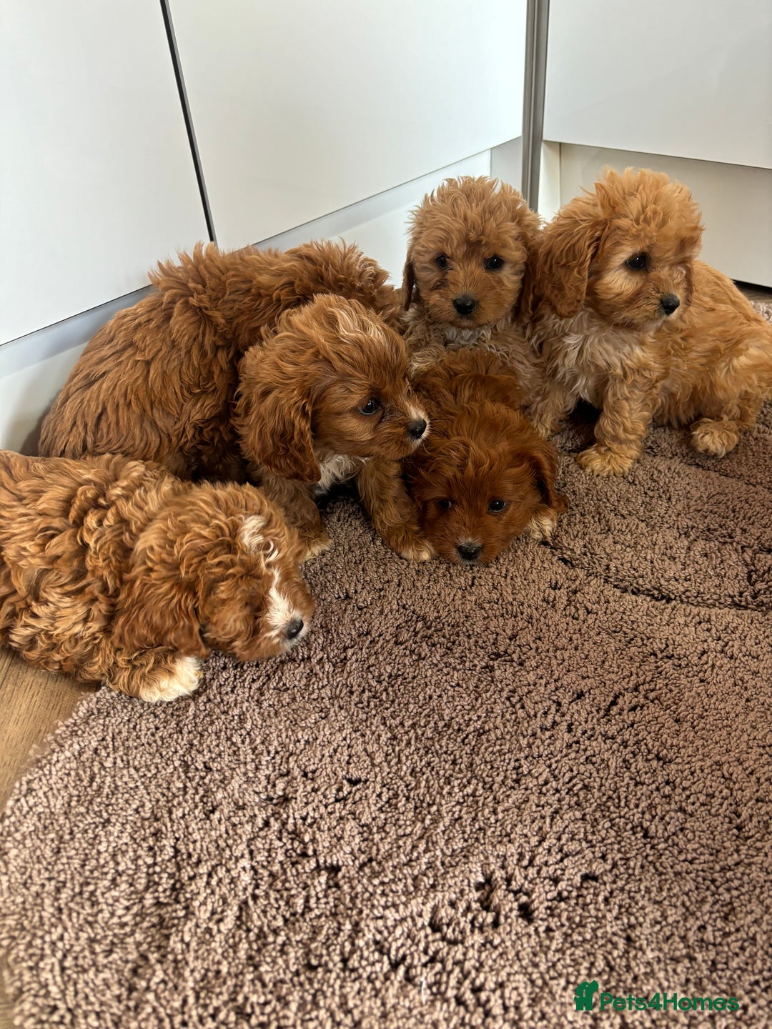 Cavapoo dogs for sale: Gorgeous cavapoos  - Image 18