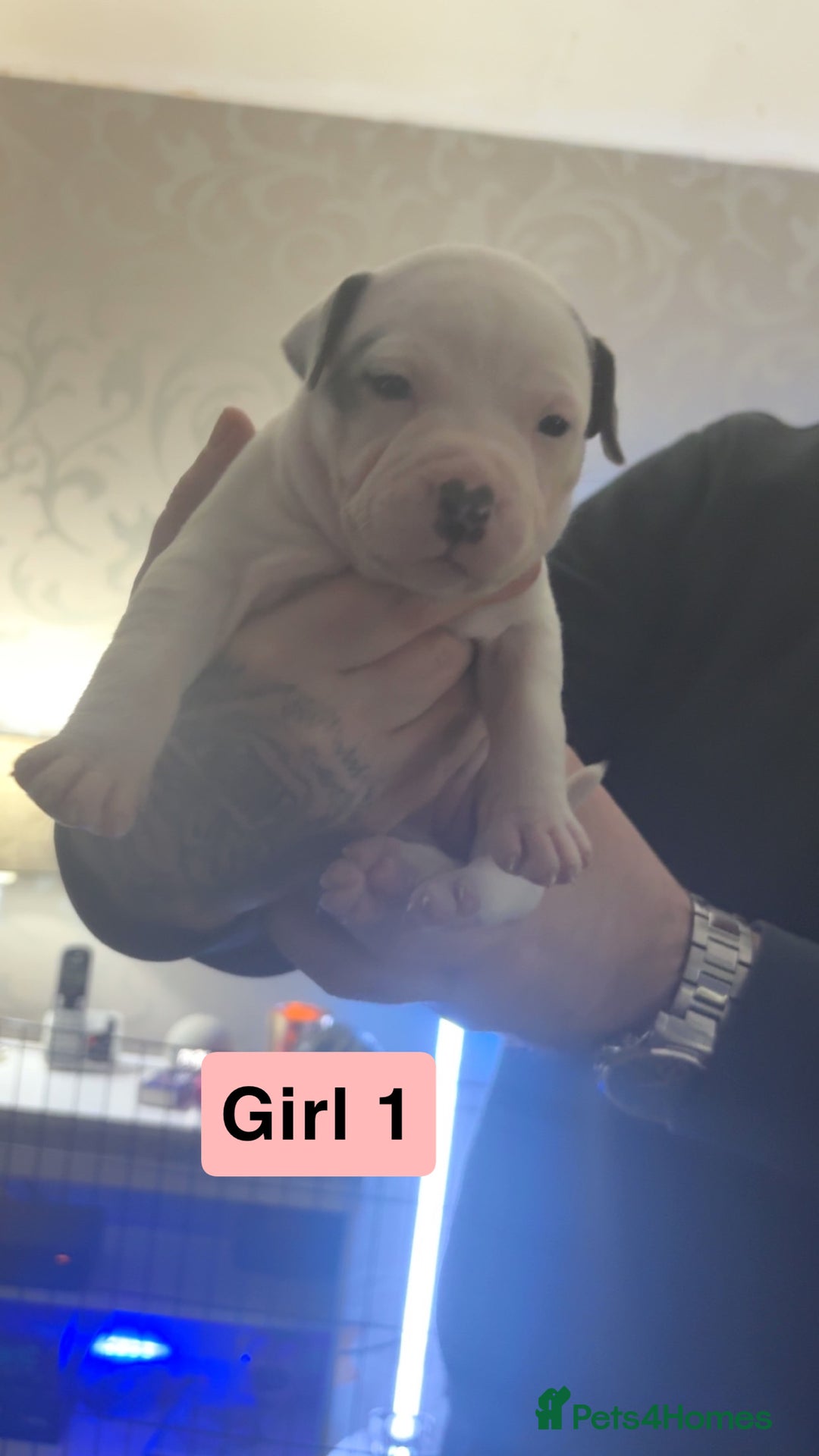 Staffordshire Bull Terrier dogs for sale: Staffy pups for sale  - Advert 2