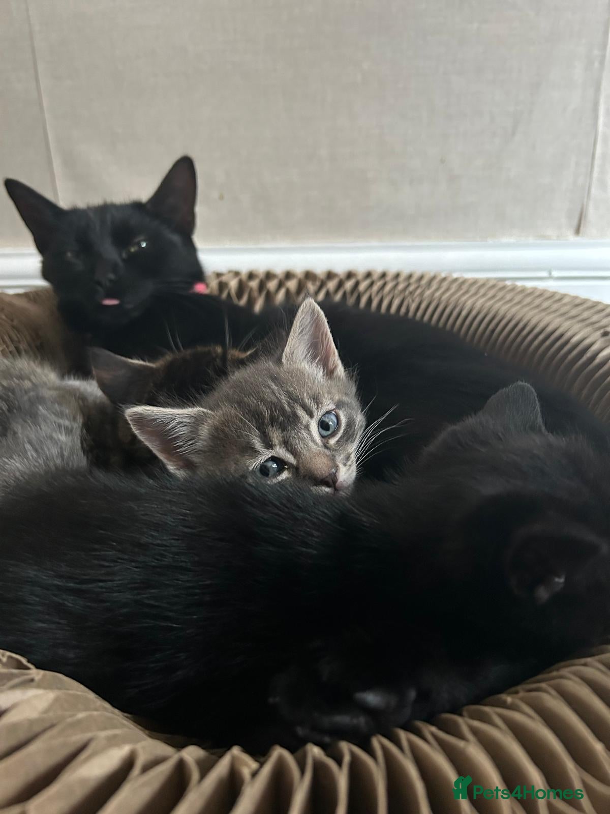 Mixed Breed cats 2 male 2 female beautiful kittens - Advert 1