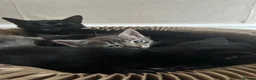 Mixed Breed cats for sale: 2 male 2 female beautiful kittens - Advert 1