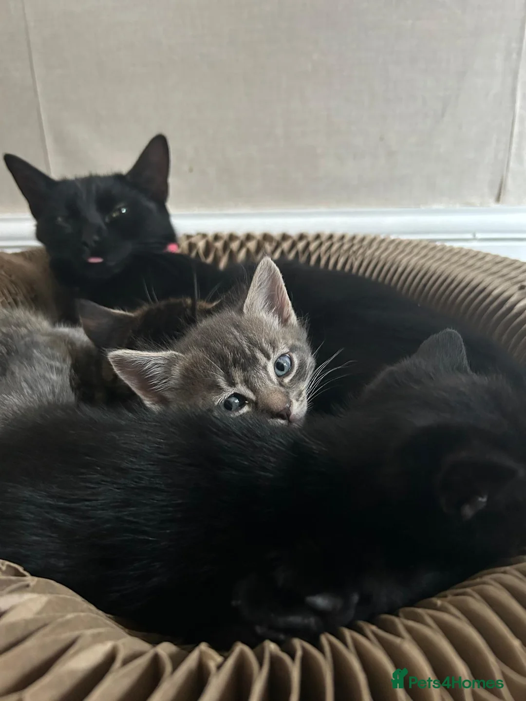 Mixed Breed cats for sale: 2 male 2 female beautiful kittens - Advert 1