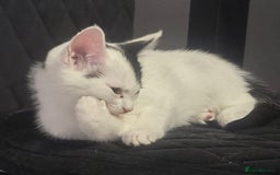 Mixed Breed cats for sale: Beautiful kitchens  in London - Image 7
