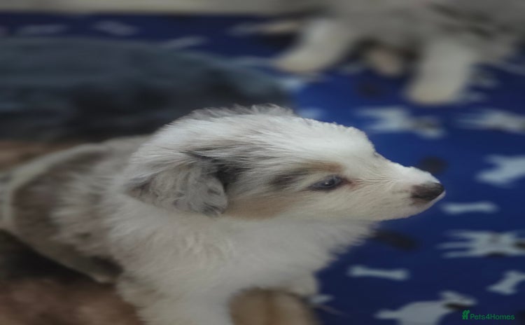 Australian Shepherd dogs - Advert 4