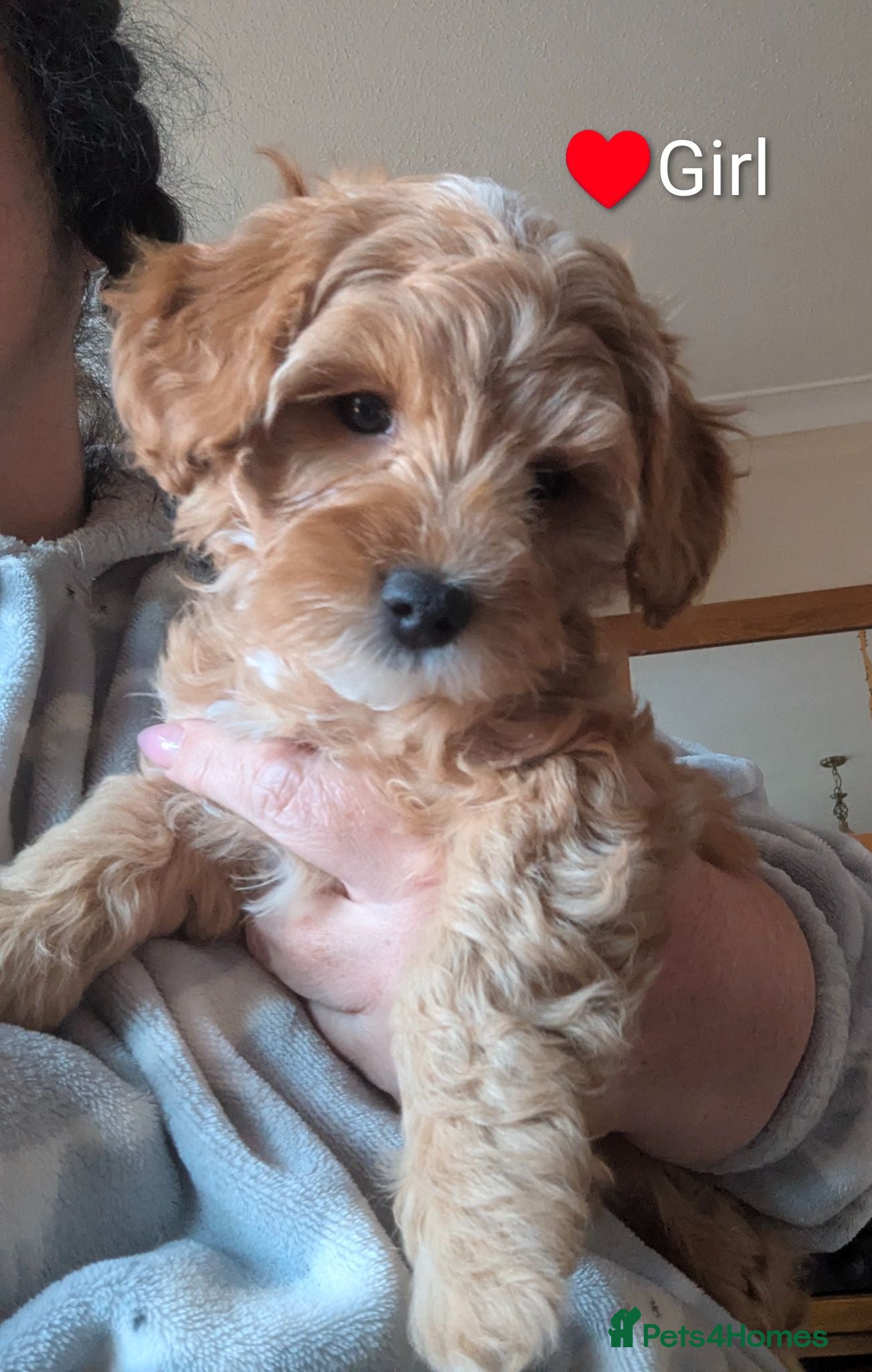 Cavapoo dogs Toy/Small Cavapoo Puppies – Ready Soon 🐾 4💙 2🩷 - Advert 4
