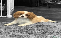 Cavalier King Charles Spaniel dogs for sale: 💫 DNA CLEAR CAVALIER KING CHARLES PUPPIES 💫  - Image 5