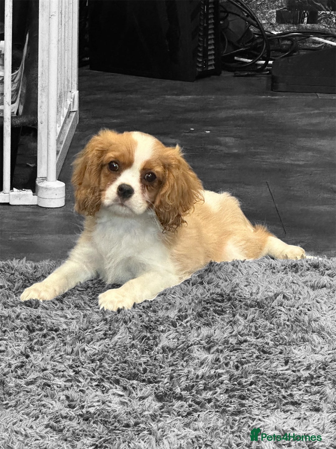 Cavalier King Charles Spaniel dogs for sale: 💫 DNA CLEAR CAVALIER KING CHARLES PUPPIES 💫  - Image 5
