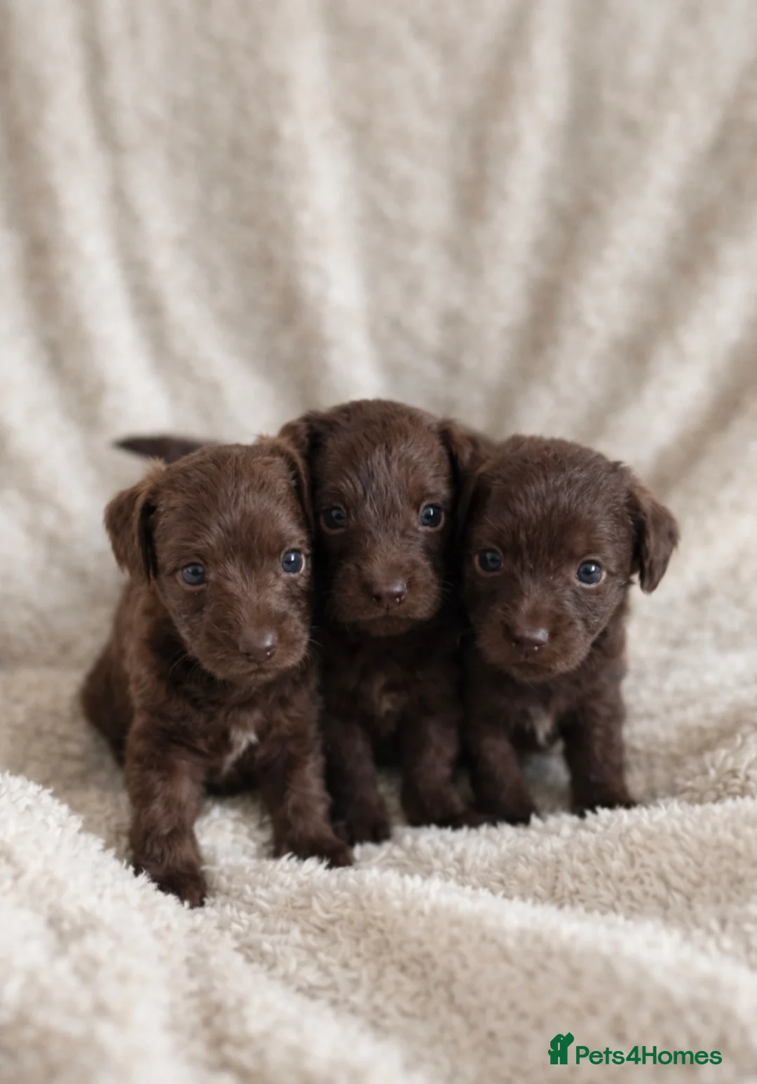 Mixed Breed dogs for sale: Pooitalian puppies  - Advert 4