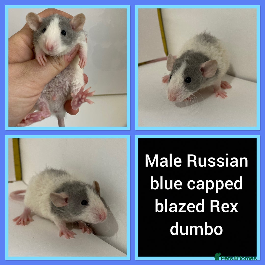 Rat rodents for sale: Adorable Dumbo Baby Rats ❤️ - Image 21