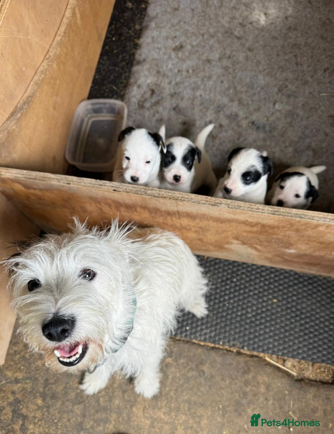 Mixed Breed dogs for sale: Gorgeous ParsonsXJack Russel puppies  - Image 10