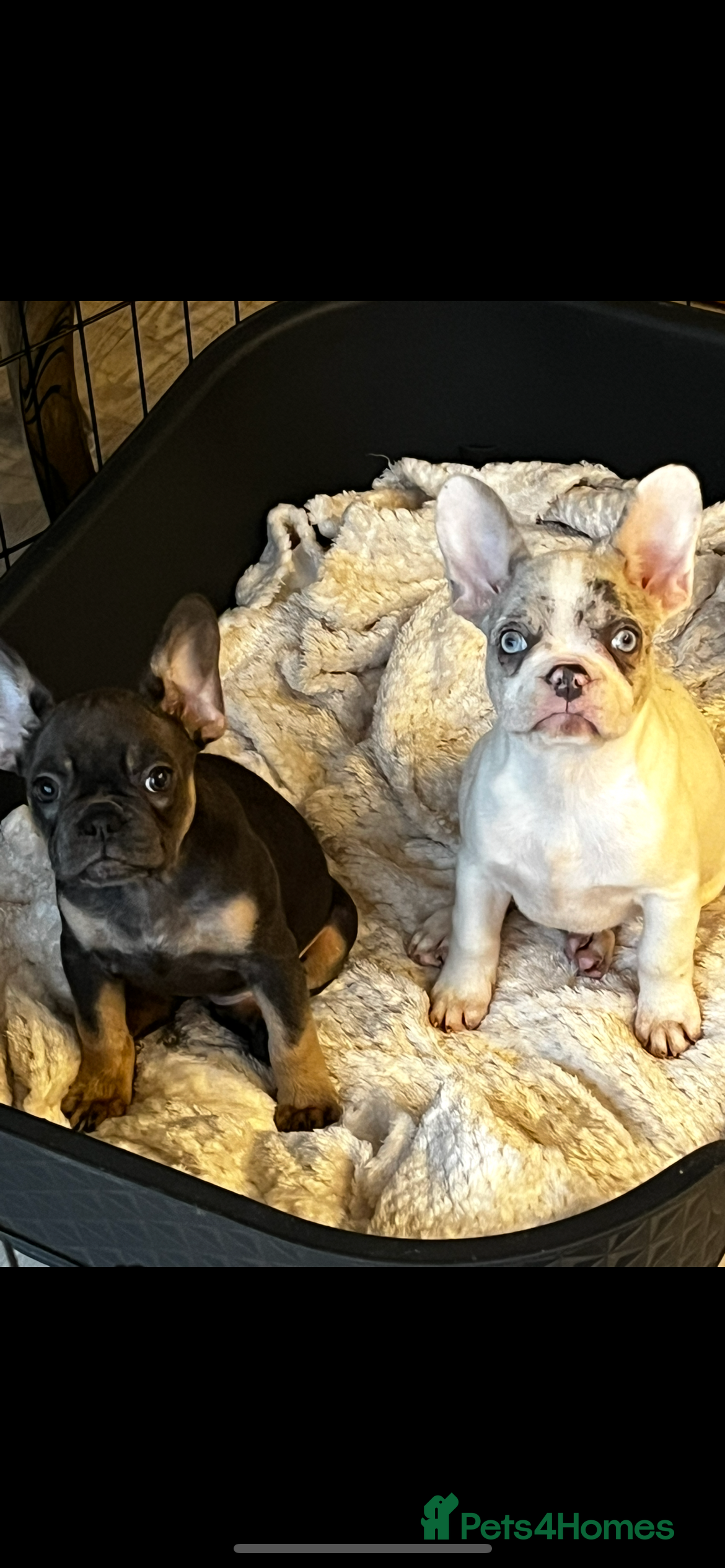 French Bulldog dogs 1/8 BLUE TRI FEMALE - Advert 9