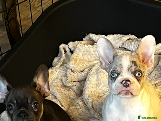 French Bulldog dogs 1/8 BLUE TRI FEMALE - Advert 9