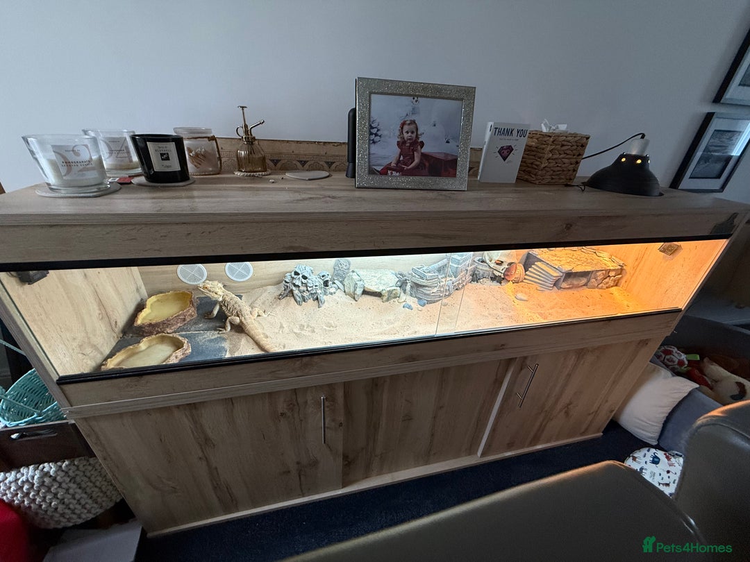 Bearded Dragon reptiles for sale: Rainbow Tiger Bearded Dragon - with full set up ⭐️ - Image 8