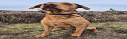 Labrador Retriever dogs for sale: **2 left** KC fox red labrador retriever puppies - Advert 6