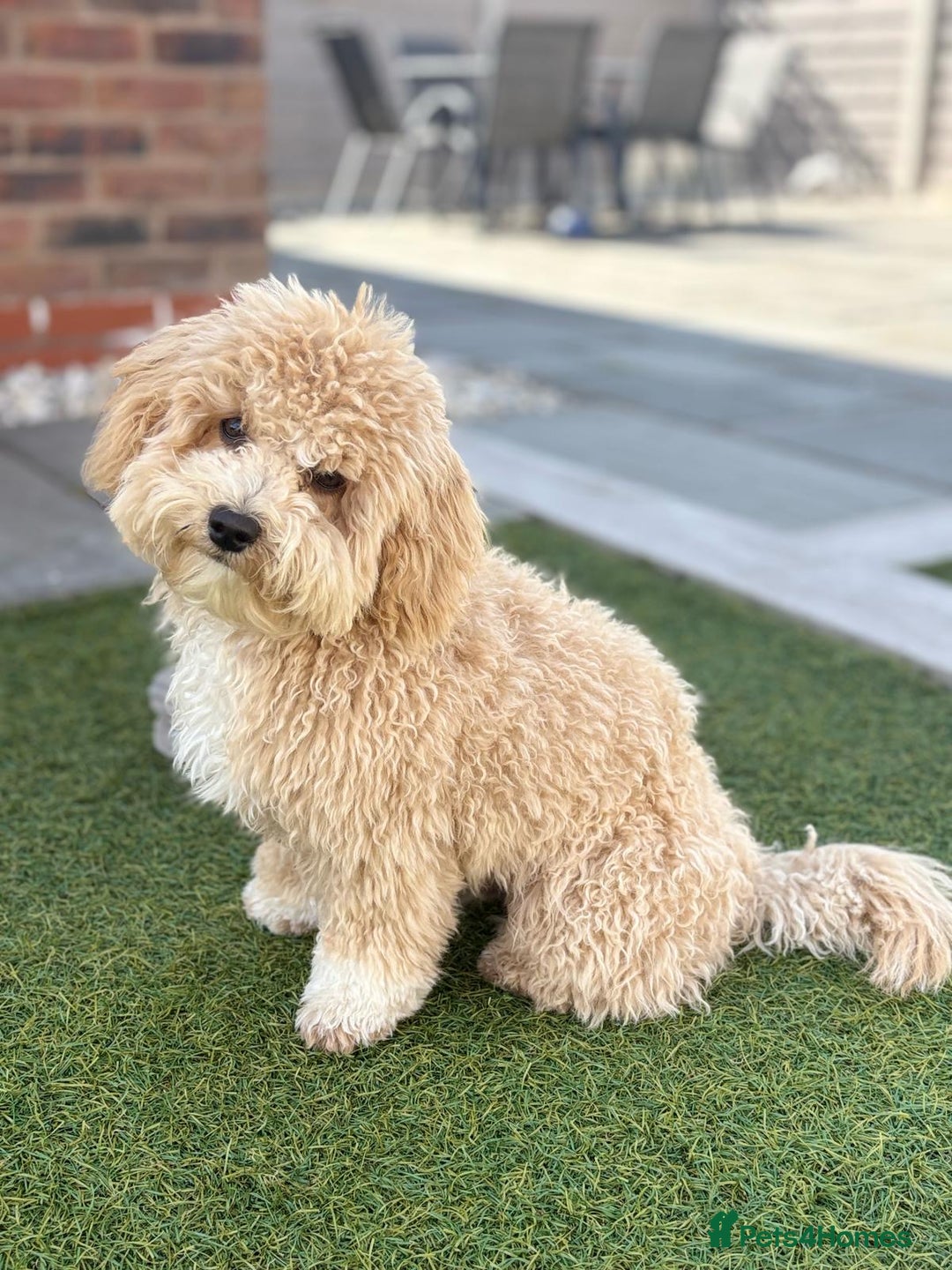 Cavapoo dogs for sale:  F1 poochons health tested parents 🐶 - Advert 13
