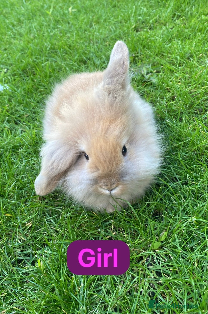 Mini Lion Lop rabbits for sale: Mini lion head lop babies  - Advert 1