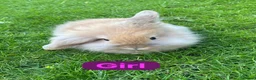 Mini Lion Lop rabbits for sale: Mini lion head lop babies  - Advert 1