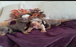 Dachshund dogs for sale: Outstanding miniature dachshund puppies  - Image 9