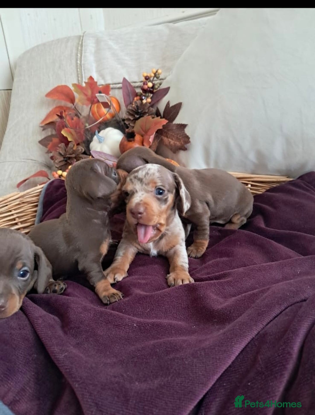 Dachshund dogs for sale: Outstanding miniature dachshund puppies  - Image 9
