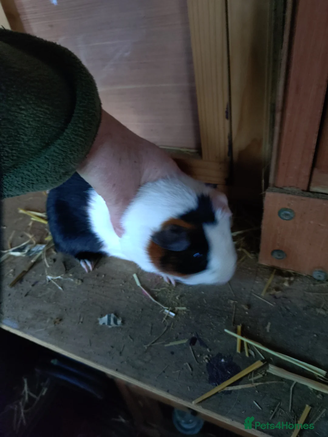 Guinea Pig rodents for sale: Baby male guinea pigs  - Advert 7