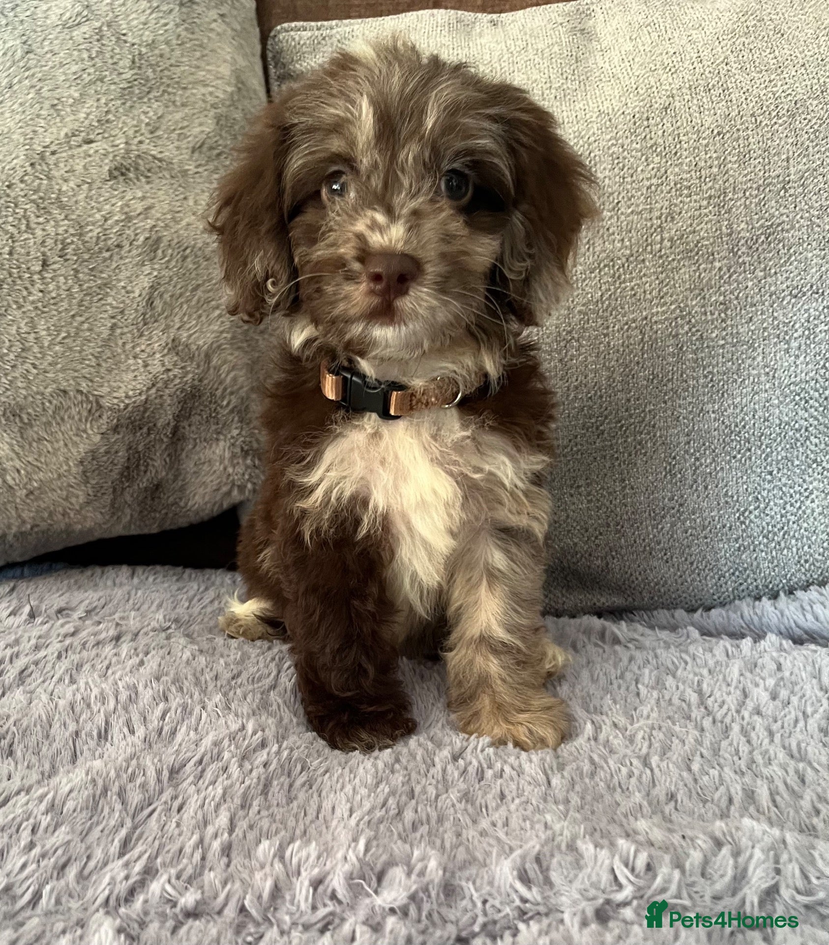 Cockapoo dogs 💙Beautiful,super friendly,Cockapoo F1 Puppies  - Advert 11