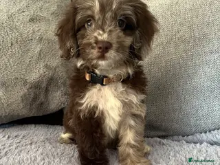 Cockapoo dogs 💙Beautiful,super friendly,Cockapoo F1 Puppies - Advert 11