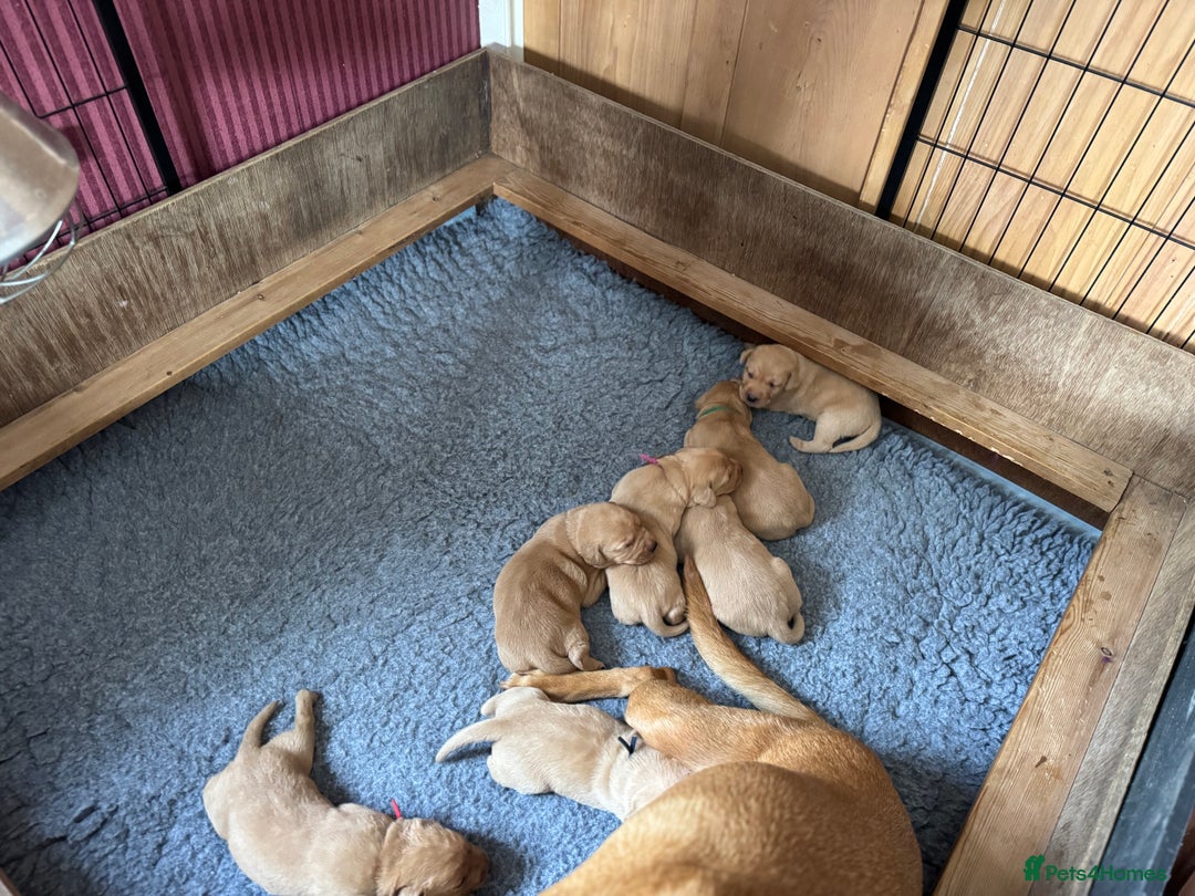 Labrador Retriever dogs for sale: Outstanding KC reg fox red Labrador puppies.  - Image 25